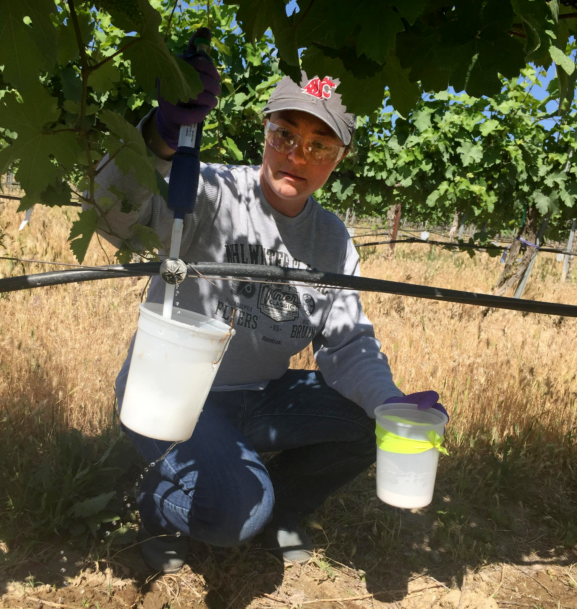 Katherine East applying nematicides in a vineyard trial